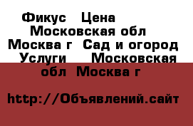 Фикус › Цена ­ 6 500 - Московская обл., Москва г. Сад и огород » Услуги   . Московская обл.,Москва г.